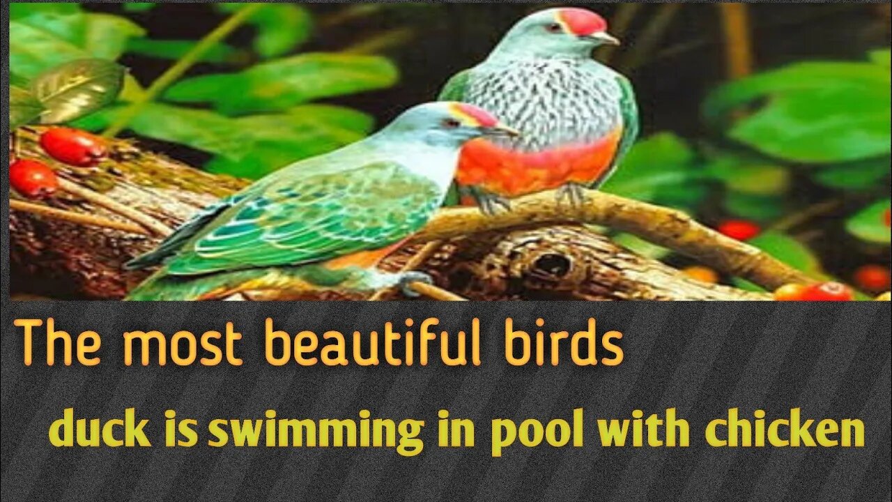 The most beautiful birds/ducks 🦆/eagle 🦅/in the nest and in the pool water 💦 with theirs checkens.