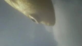 Underwater fishcam