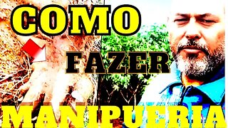 Como Fazer Manipueira-com casca de mandioca para matar formigas-cortadeiras, fertilizante fungicida
