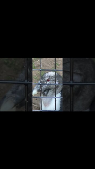 Andean Condor and a Woodland Caribou