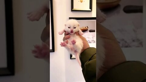 Aww So cutest Baby Cat|| Nice sounds😽😻 together men #shorts #shortsfeed #youtubepets_&_animals