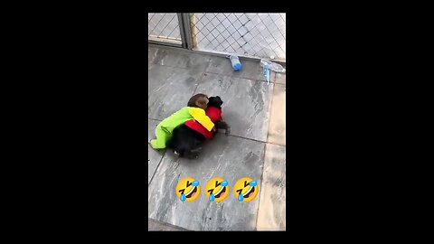 Funny Video Funny Video 2024 #Funny #funnystatus#funnyreel
