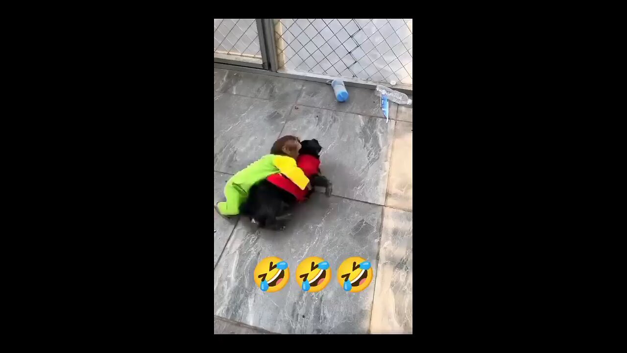 Funny Video Funny Video 2024 #Funny #funnystatus#funnyreel