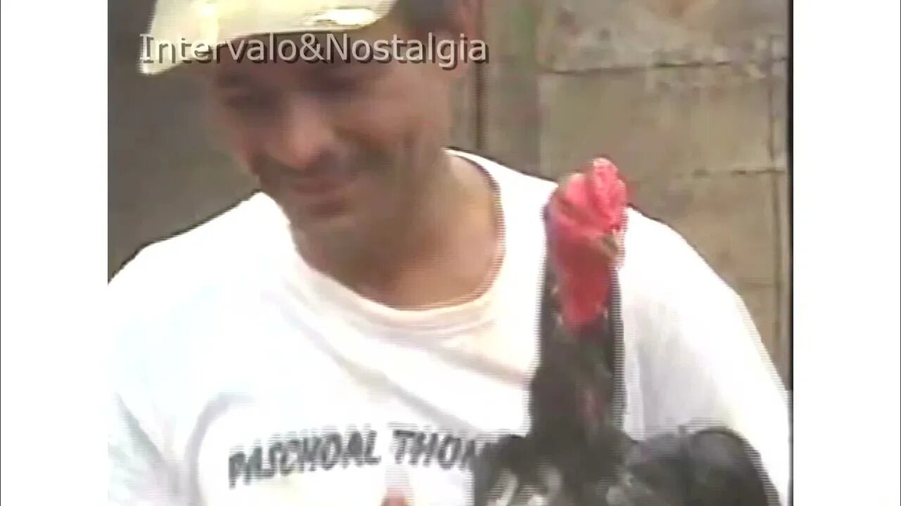 Rinhas de galo são atrativo para muitas pessoas