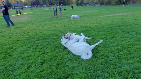 Ares Jack Russell practices with Dray