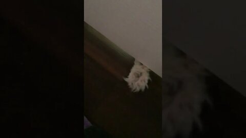 Snoopy Cat's Paw Under The Door! (2022) #Shorts 😻