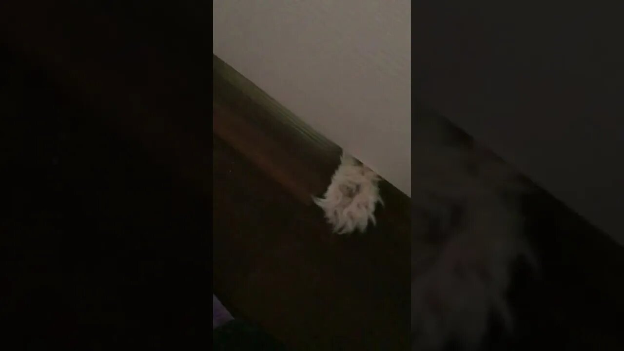 Snoopy Cat's Paw Under The Door! (2022) #Shorts 😻