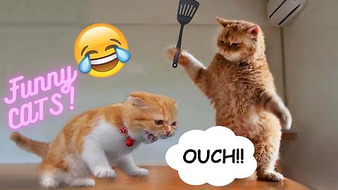 Funny Cats and Kittens