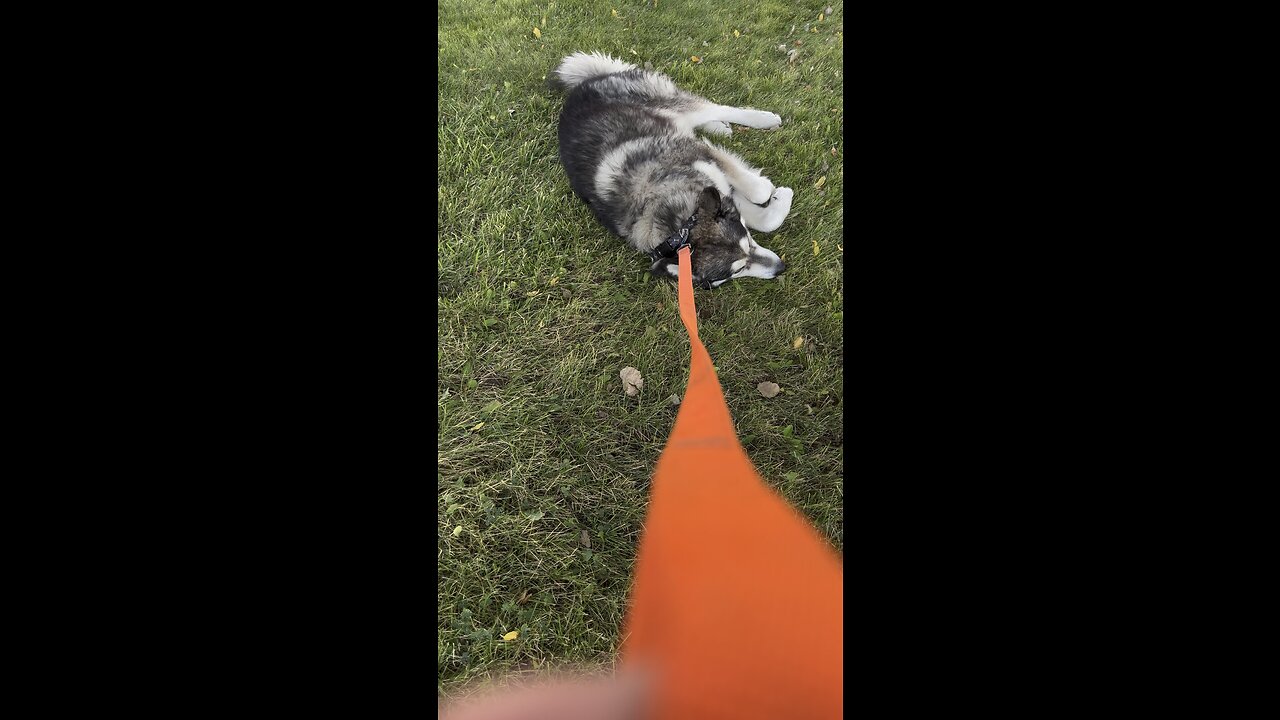 Husky nonsense!!