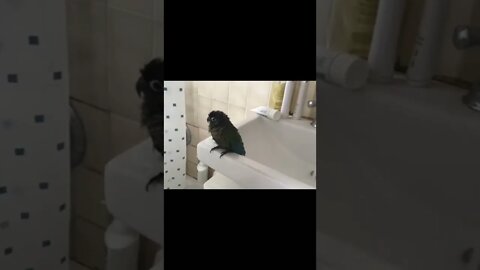 My bird perching near water 💦🚿