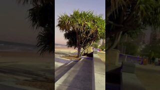 Chilling on Surfers Beach | GOLD COAST