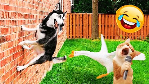 Funniest Animals 2023 😂 Funniest Cats and Dogs 😺🐶