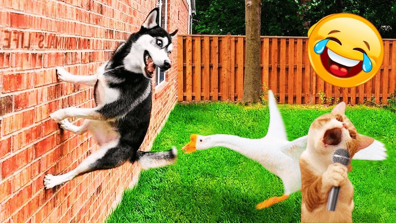 Funniest Animals 2023 😂 Funniest Cats and Dogs 😺🐶