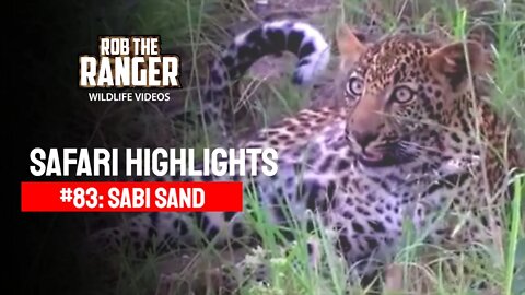 Safari Highlights #83: 13 - 16 February 2011 | Sabi Sand Nature Reserve | Latest Wildlife Sightings