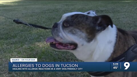 Tucson being a dog-friendly city has it's pawsitives and negatives