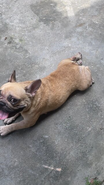 Named the dog Poss, when abandoned the dog suffered a lot of diseases and miracles when I adopted it