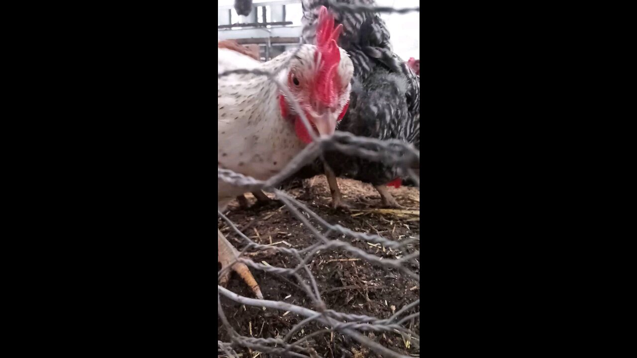 Bird level