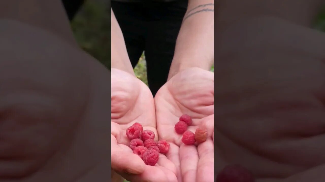 raspberry foraging #foraging #forage #sustainable