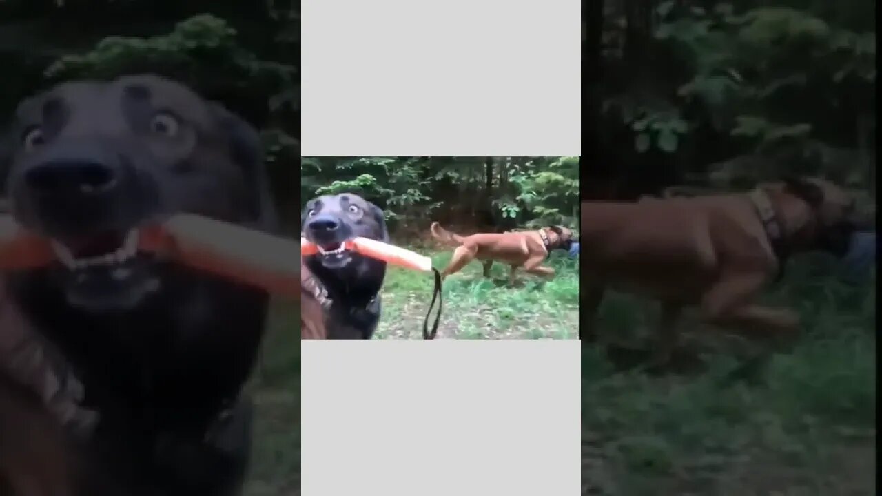 Wait for it....majestic. 😂😏🐶