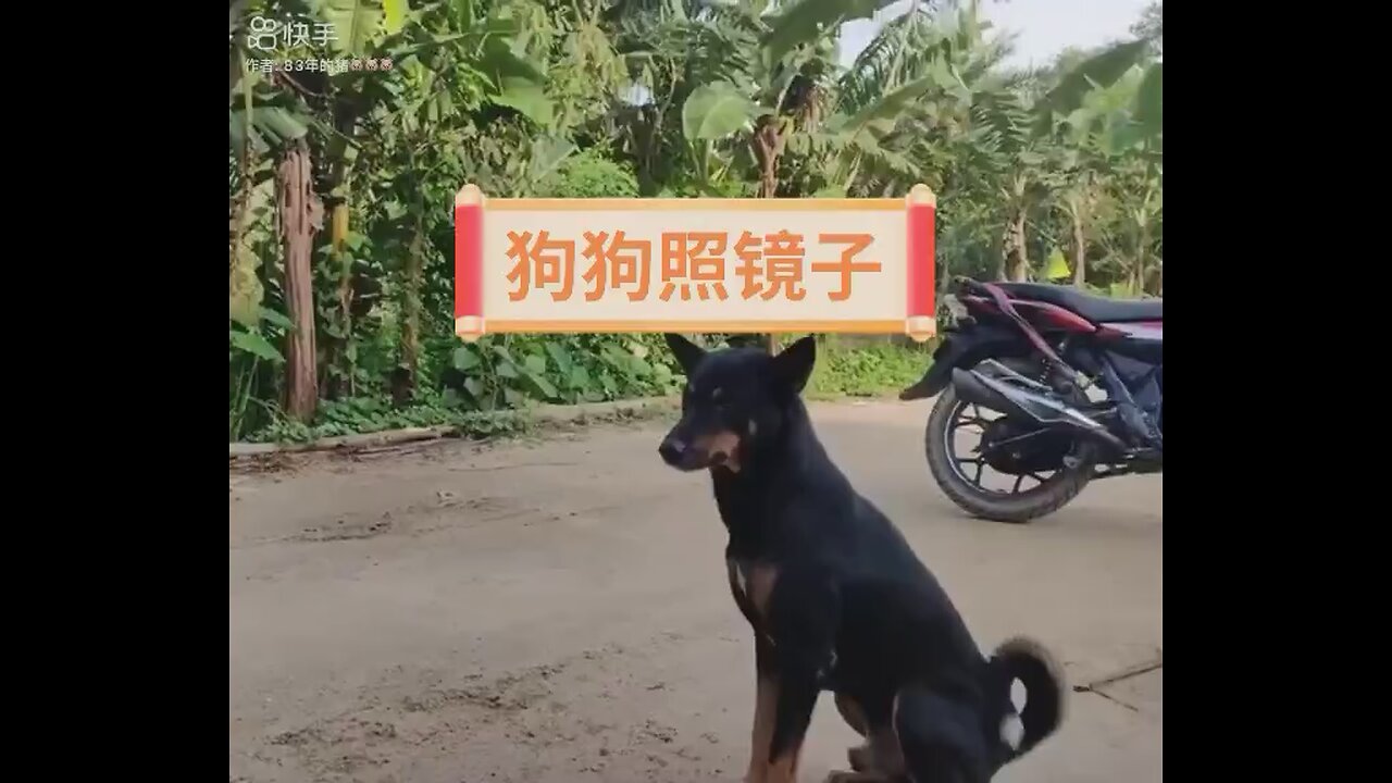 Mirror got doggo confused