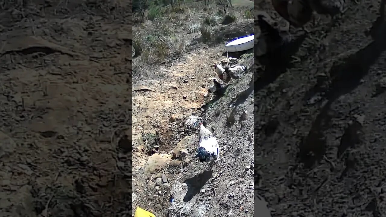 The secret life of chickens