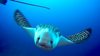 Spotted eagle rays become fascinated with scuba diver in Galapagos Islands