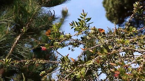 Butterflies Playing
