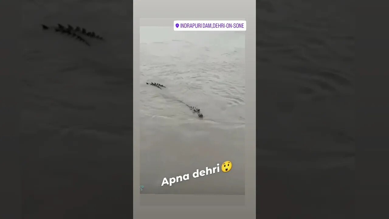 in dehri on sone bihar crocodile 💀😈👽🕉✡🇮🇳🇮🇳#shorts #trannding #viral #viralvideo #viralshorts