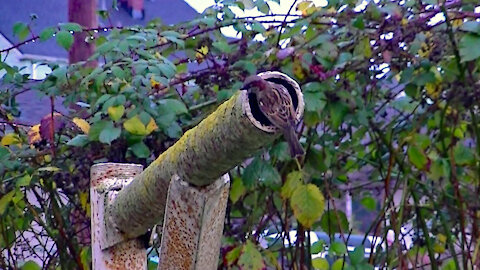 IECV NV #486 - 👀House Sparrows Sneaking Bread & Another One Peeking In To The Pole🐤🐤 11-29-2017