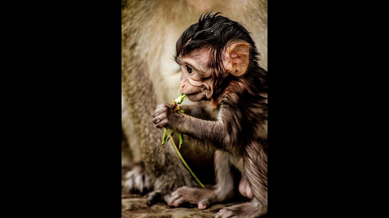 Adorable Baby Monkey Eats Grass For The First Time - You Won't Believe How Cute It Is! || cute baby animals eating food