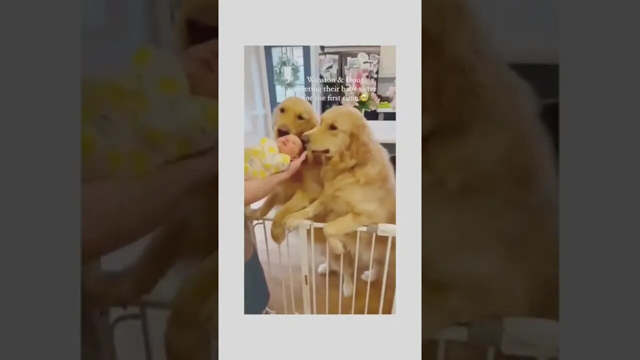 Dog offers his donut toy to his new baby sister..🐕🐾🍩👼❤️