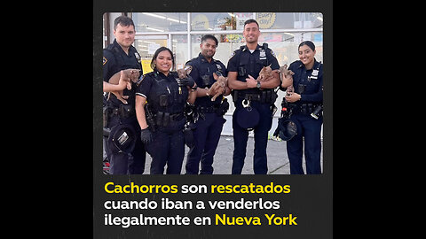 Policía de Nueva York salva a cachorros atrapados en un saco cerrado