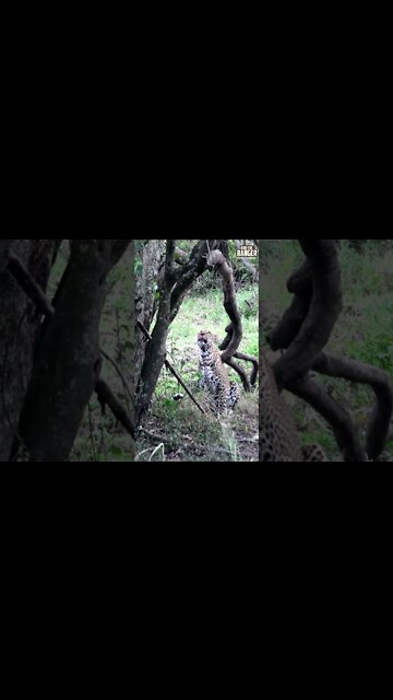 Leopard Leaps Up A Tree | Saturday #shorts