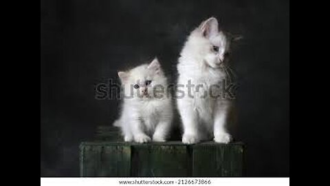Mother Cat Walking With Her Kittens And Hitting Them To Go Inside | White Cat Protecting Her Kittens