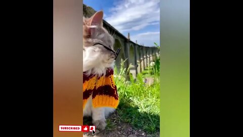 cute cat videos 😹 funny videos 😂1682