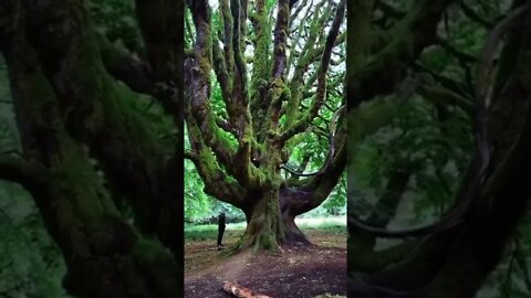 Maple in the Hoh Rain Forest, USA