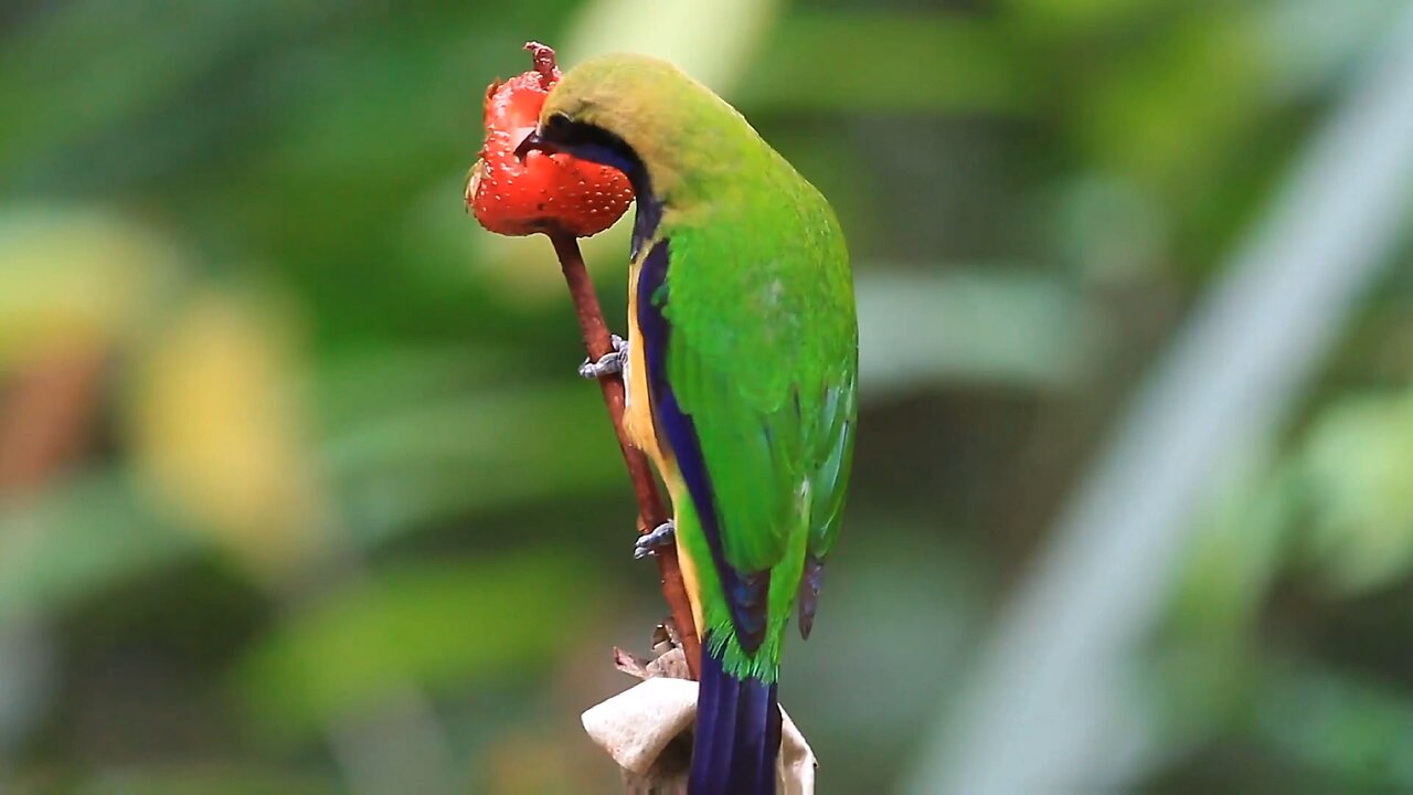 COLORFUL BIRDS 12K HDR 120FPS ULTRA HD DOLBY VISION