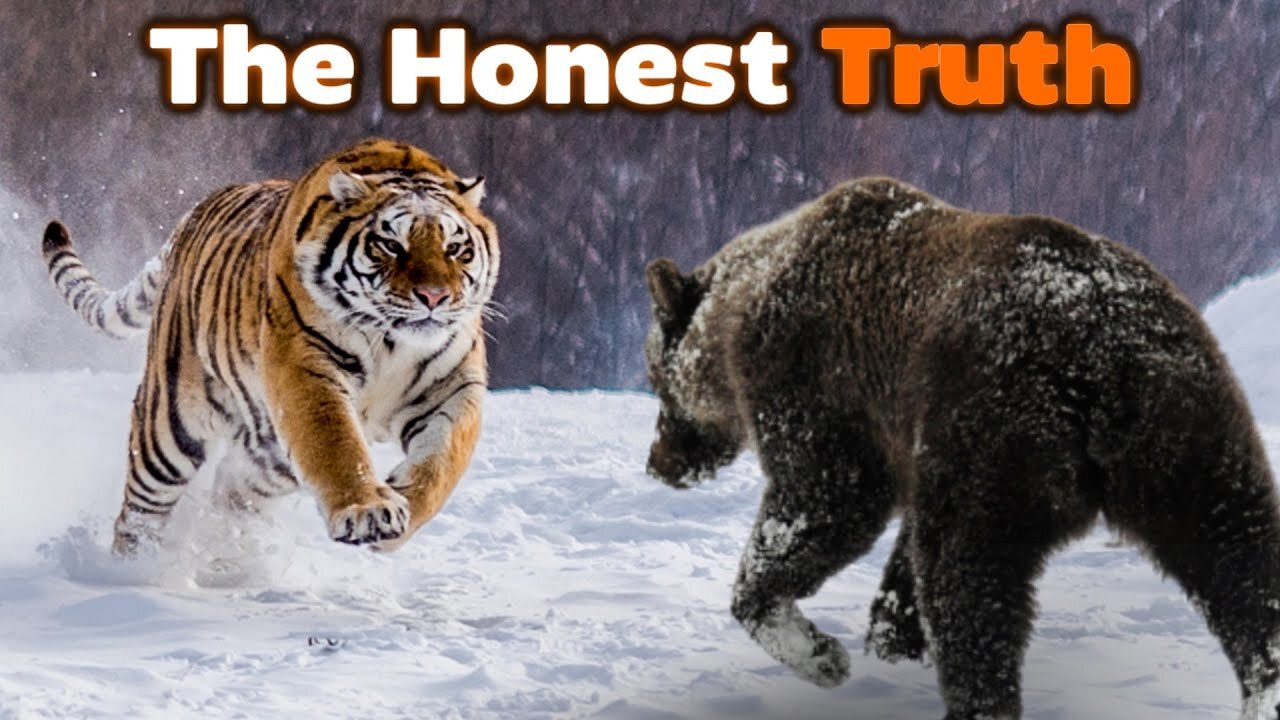 Extreme fights Tiger vs Bear, Wild Animals Attack