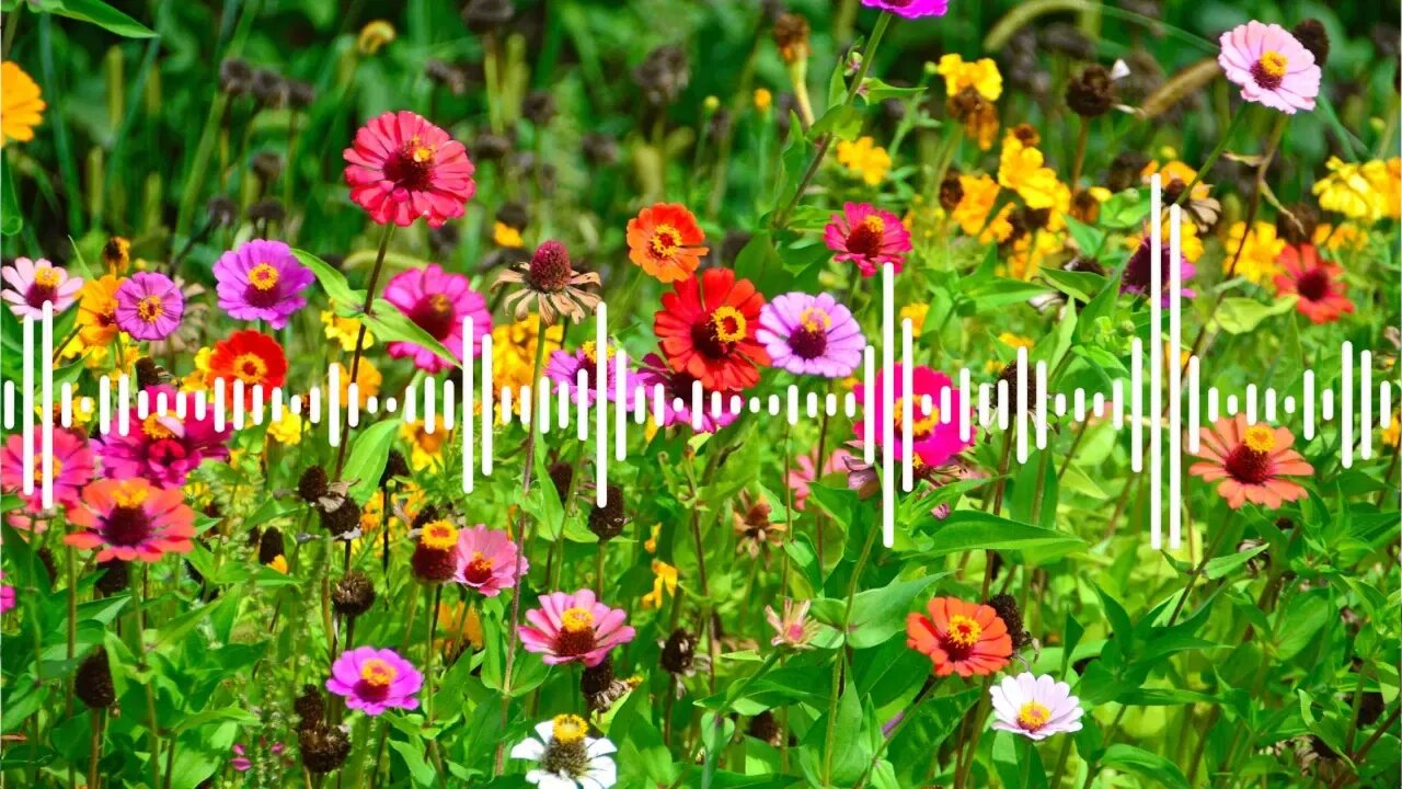 Flowers – Onycs MUSICA SEM DIREITOS AUTORAIS