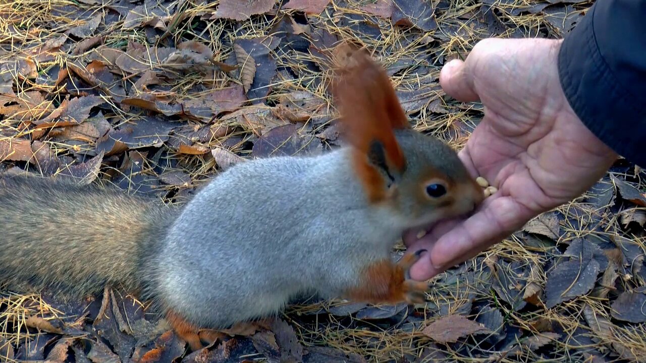 Cute Little Squirrels Looking For And Begging For Food