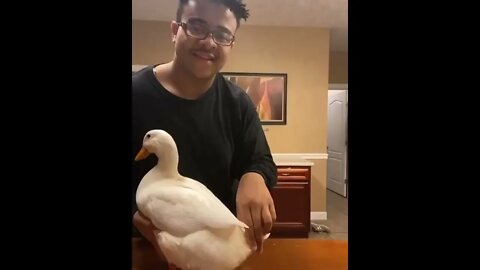 The Man Who Danced With The Duck