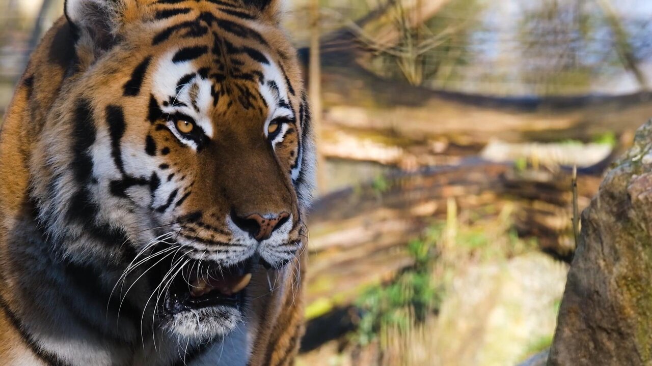 A Tiger walking through a prarie in the middle of nowhere code