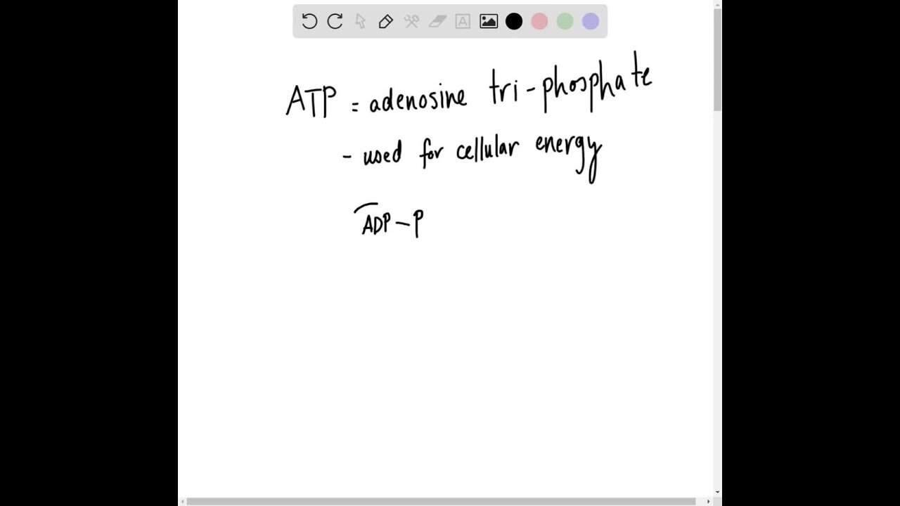 Identify the incorrect statement: a. When ATP becomes ADP +(P), the amount of energy relea