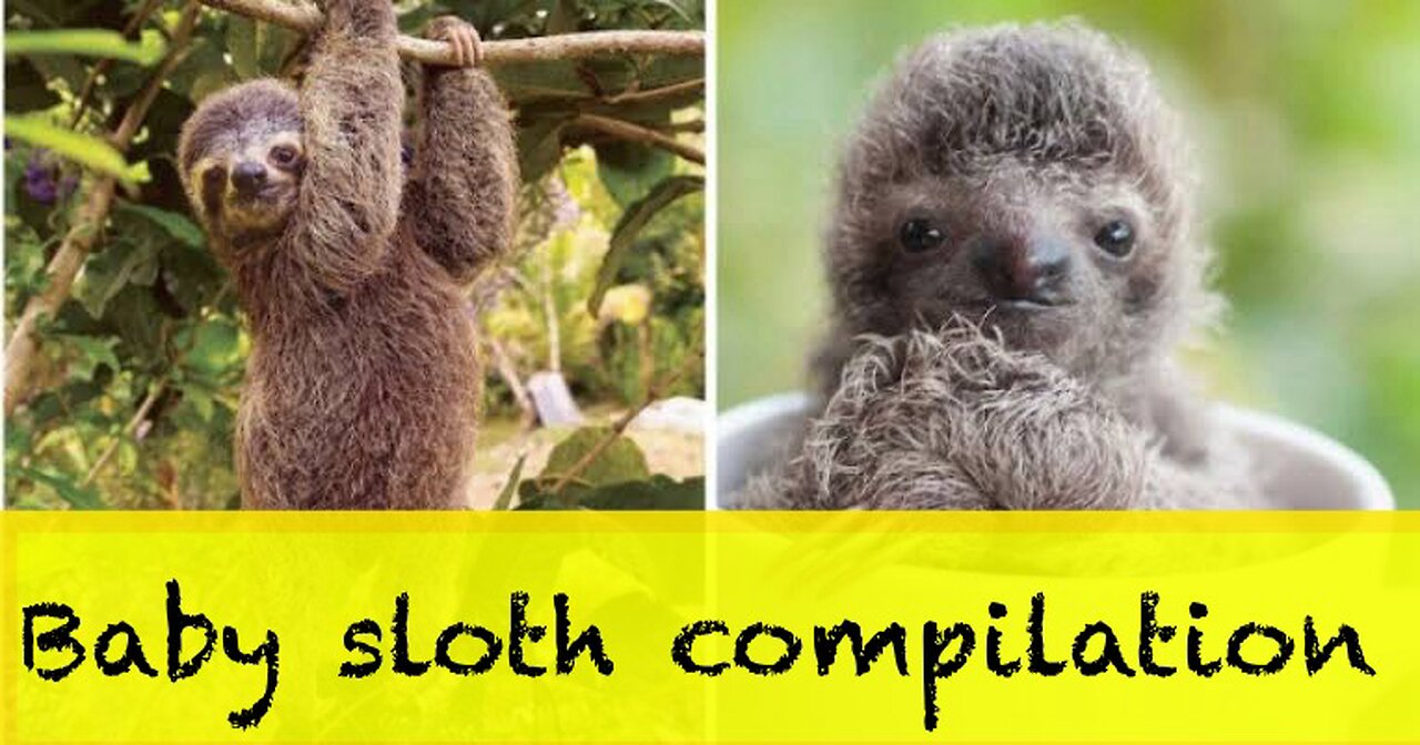 Baby Sloths Being Sloths - FUNNIEST Compilation