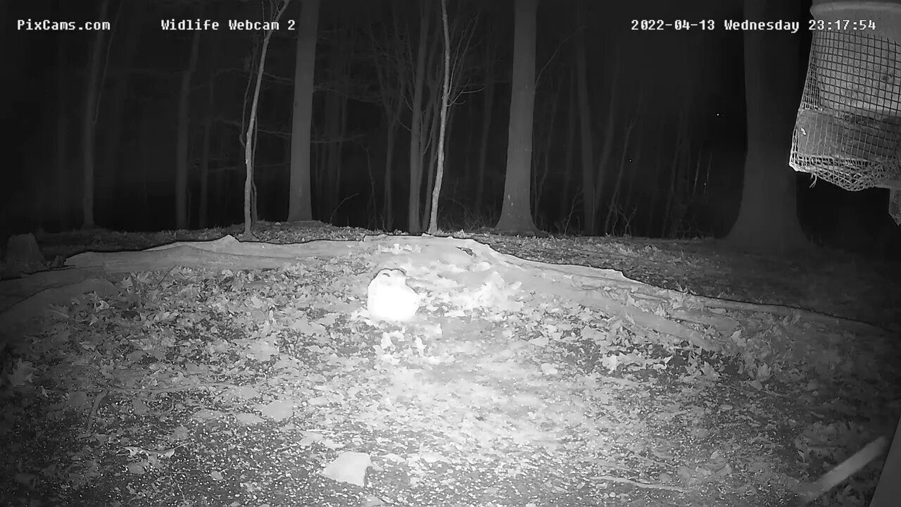 Flying Squirrel enjoys the feeder block 4/13/22