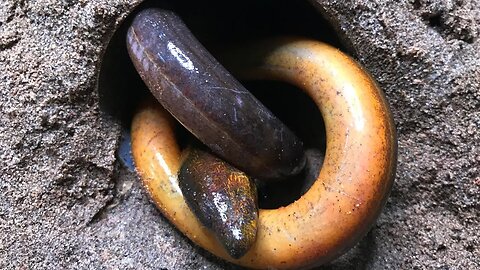 Coca Cola, Different Fanta Stop Motion Experiment catching Snake, Eel Fish-Hole in Big Underground