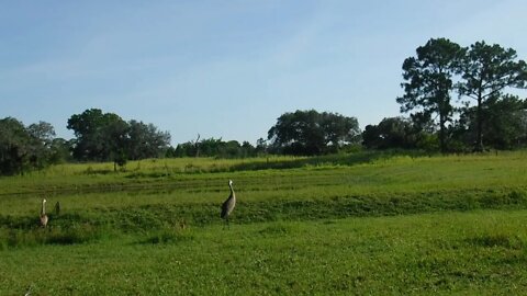 Sandhill Crane Family Friday