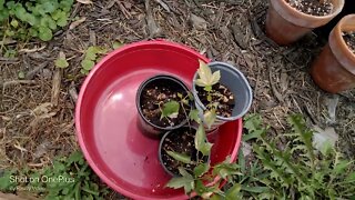 A garden walk through