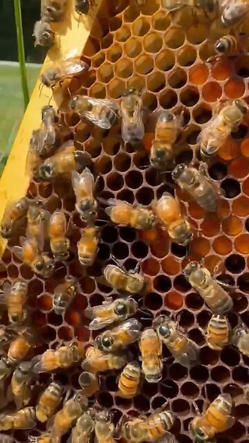 Honey bee depositing pollen!