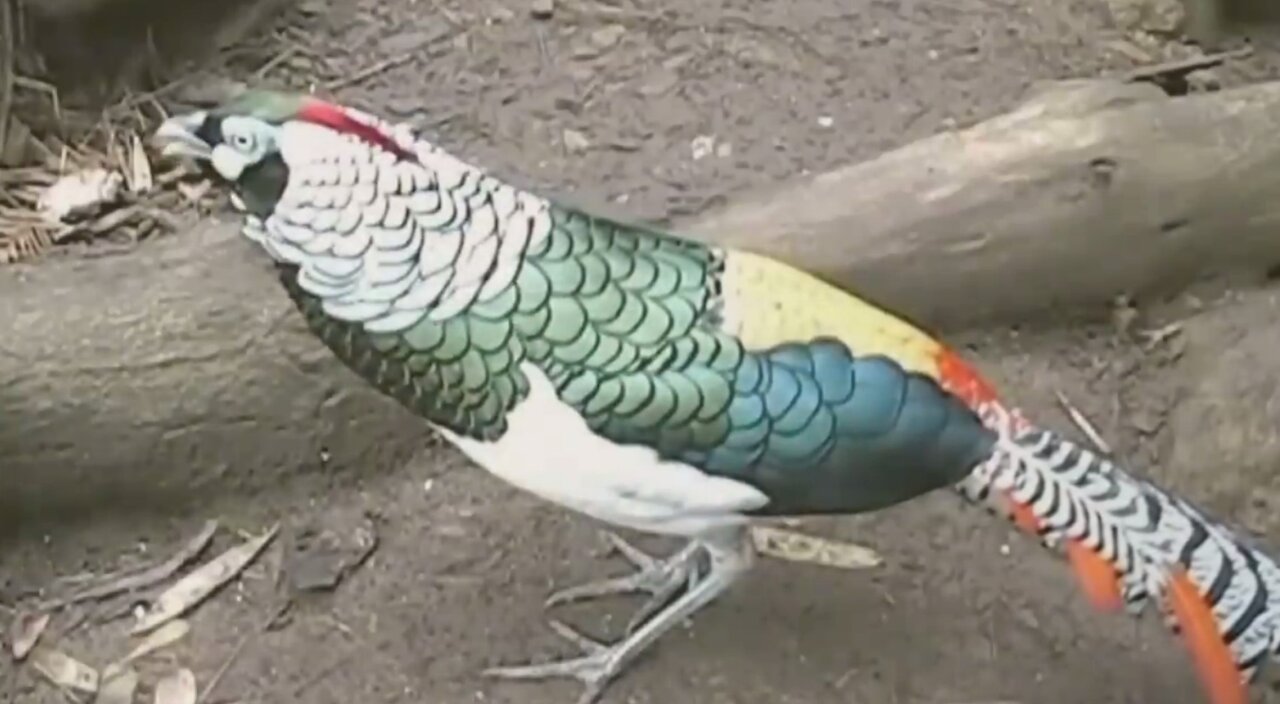 Beautiful Golden Pheasants and Wading Birds